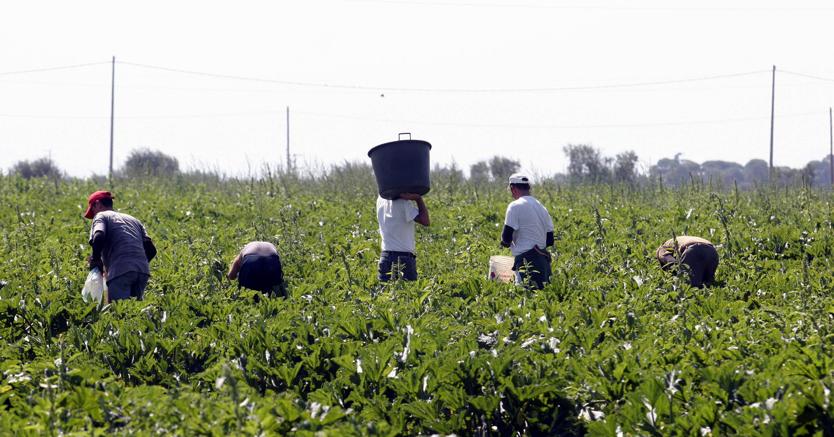 Immigrazione clandestina e caporalato: smantellata un’associazione transnazionale