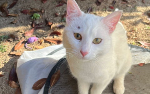 Rudiano, gatta colpita da un proiettile: «Ha rischiato di perdere l’occhio»