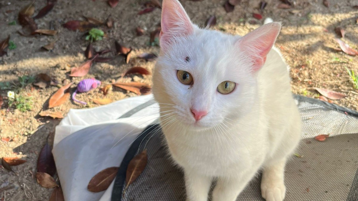 Rudiano, gatta colpita da un proiettile: «Ha rischiato di perdere l’occhio»